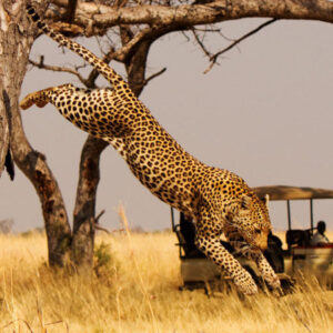 10 Days Rwanda Primates, Wildlife & Cultural Escape