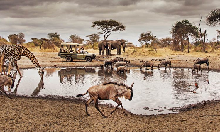 Echoes of the Wild Safari