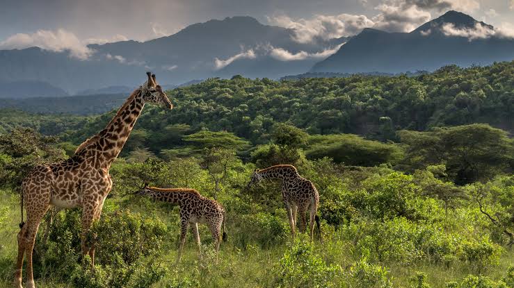 ARUSHA NP 11-Day Tanzania Mid-Range Safari and Zanzibar Beach Holiday