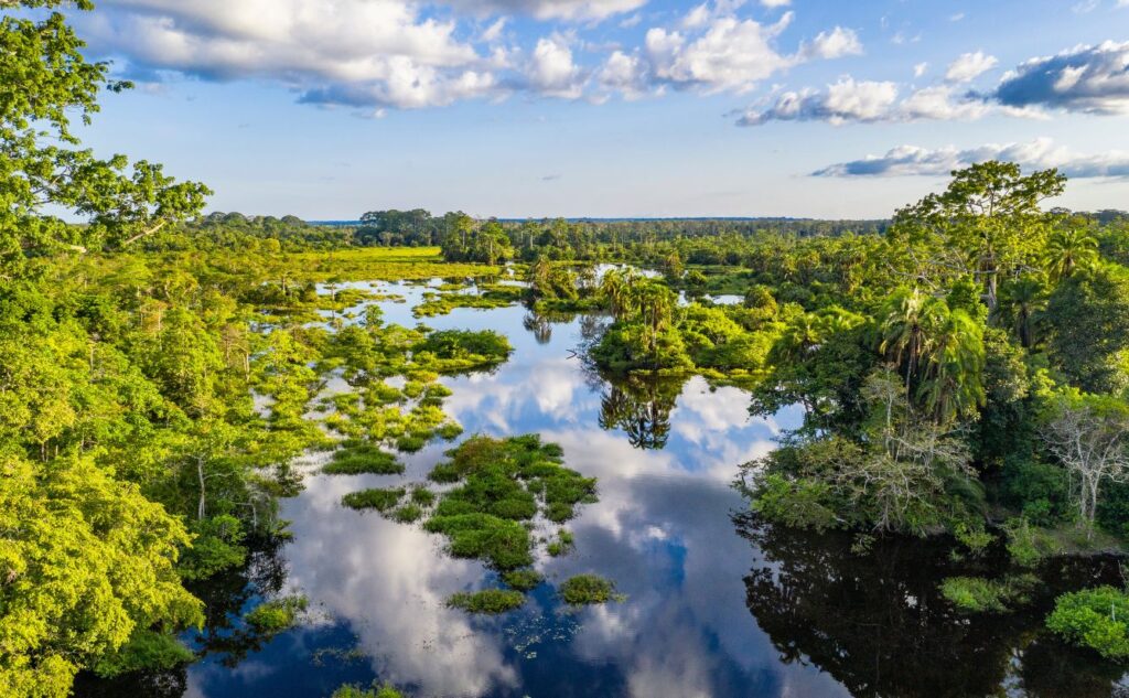 Congo-Basin-The-Republic-of-Congo Tri-National Congo Basin Safari