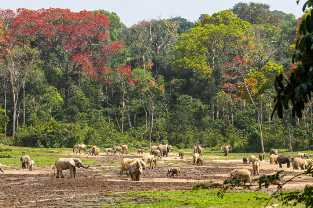 Dzangha-Bai Tri-National Congo Basin Safari
