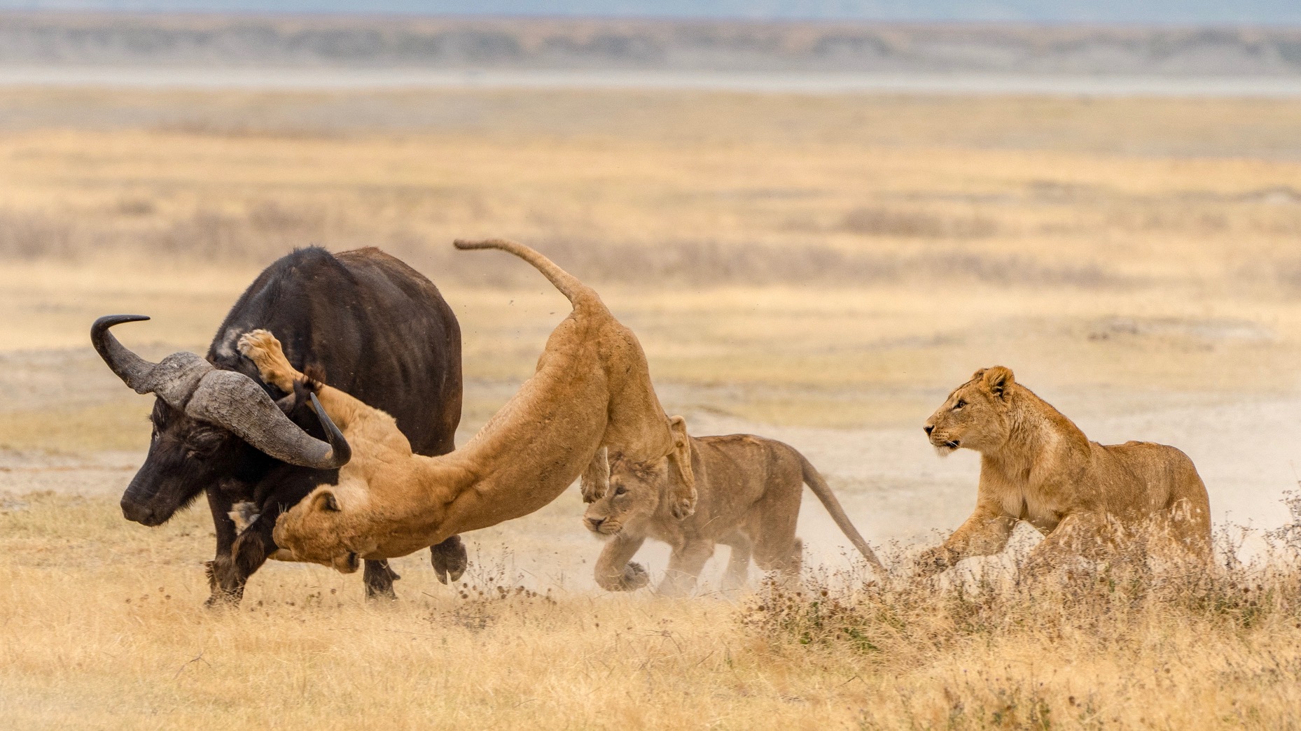 Ndutu Calving Season Safari