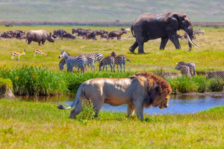 Serengeti-Img0010 (1) 5-Day Echoes of the Wild Safari Experience | Tanzania Wildlife Adventure