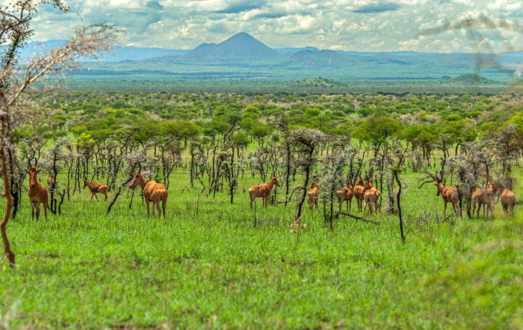 3 Days Pian Upe Wildlife Reserve Safari | Uganda Wildlife Safari Tour