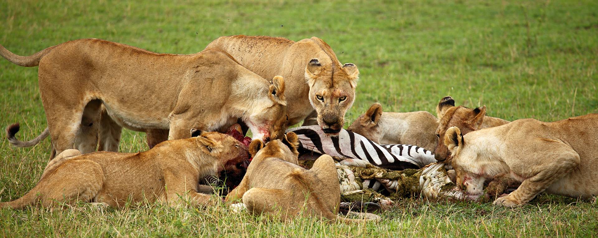 Tarangire Serengeti Ngorongoro Safari