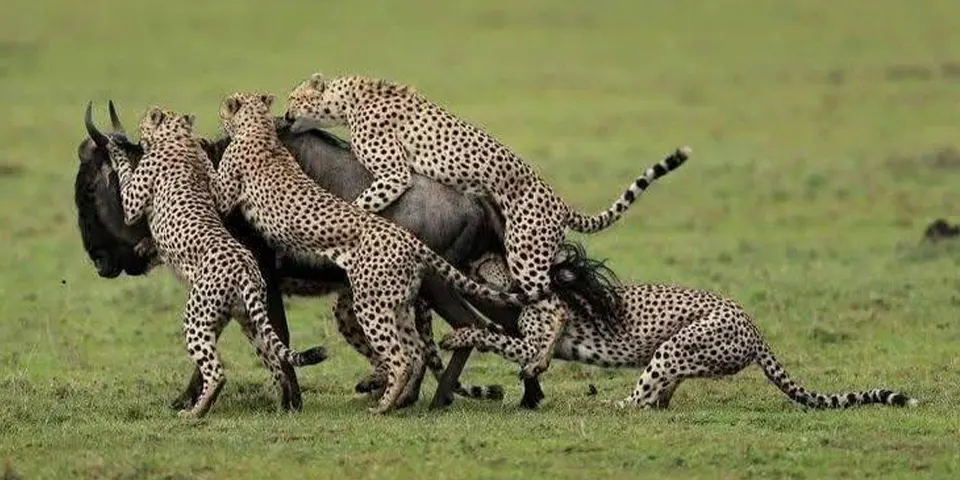 the_great_migrations_secret_season_why_january_to_march_in_ndutu_is_pure_magic 6-Day Season for the Calving of Wildebeest in Ndutu Area