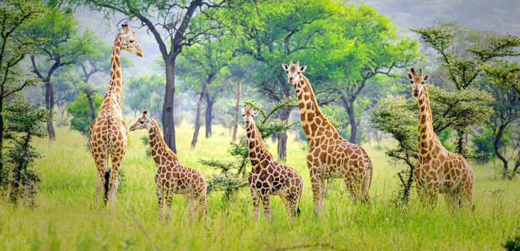 Pian Upe Wildlife Reserve Safari