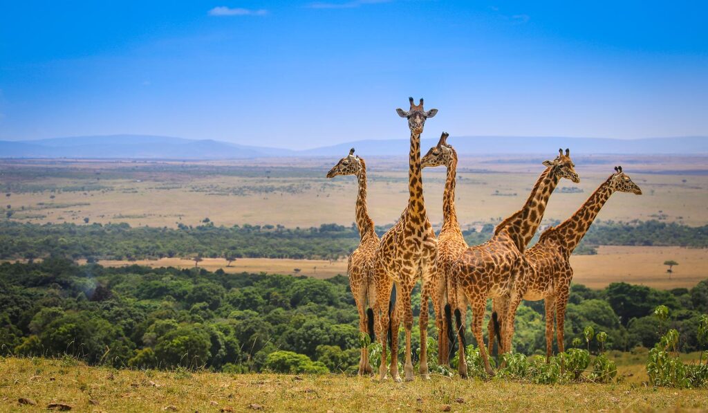 9-Day Ultimate Wildlife Safari & Tropical Beach Escape 9-Day Ultimate Wildlife Safari & Tropical Beach Escape