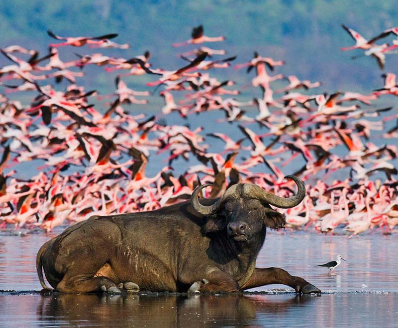 4 Day Luxury Kenya Big Five Safari