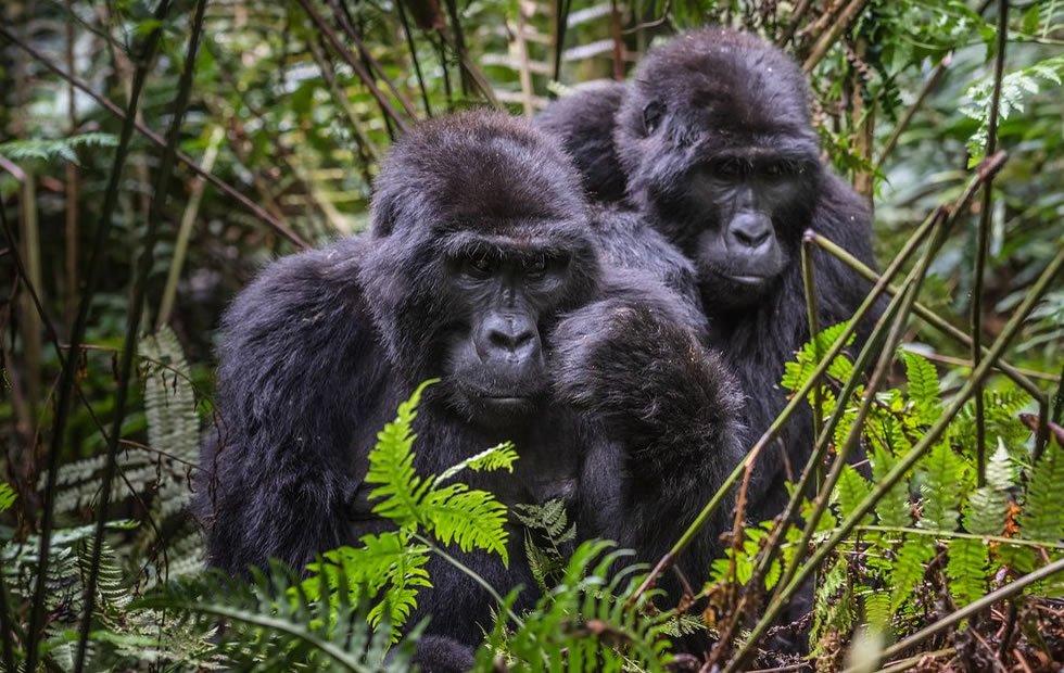 Ultimate Gorillas Chimps Lake Bunyonyi Tour