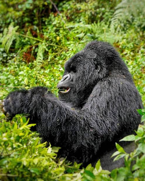 4-Day Ultimate Gorillas, Chimps & Lake Bunyonyi 4-Day Ultimate Gorillas, Chimps & Lake Bunyonyi