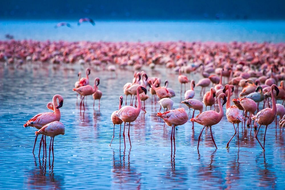 visit-lake-nakuru-and (1) 4-Day Luxury Kenya Big Five Safari