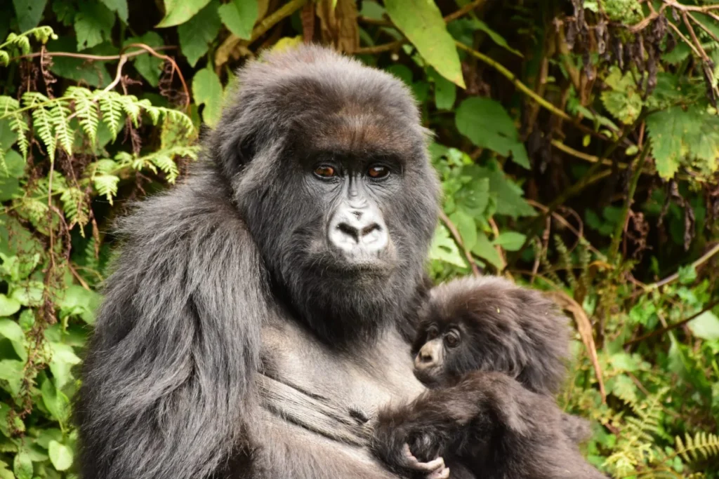 Is Rwanda Worth Visiting