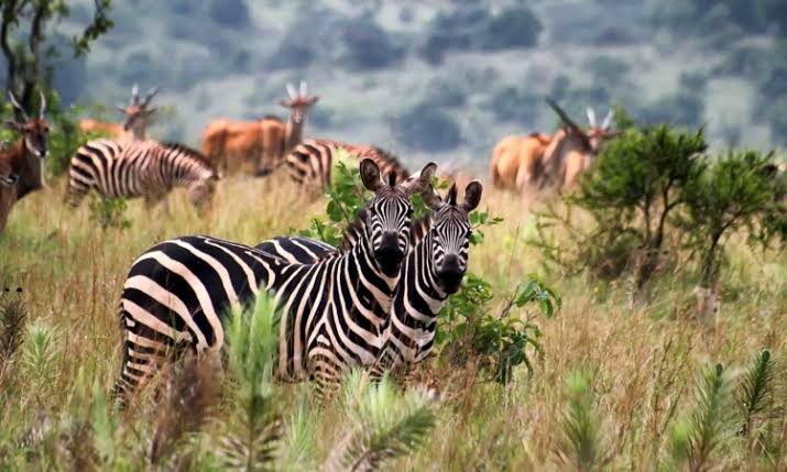 Rwanda honeymoon cost